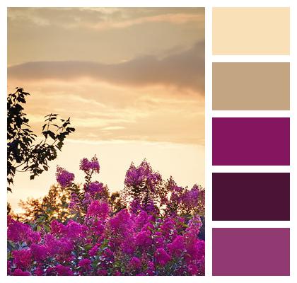 Sunset Crape Myrtle Crape Image